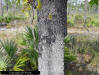 Detail of turkey oak tree trunk